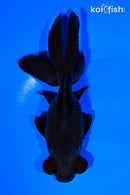 5.25" TELESCOPE FANTAIL GOLDFISH