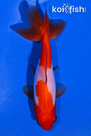 4.5" WAKIN GOLDFISH