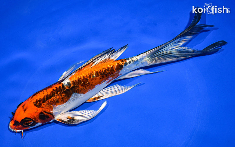 8" BENI KIKOKURYU BUTTERFLY