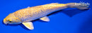 6" GINRIN YAMABUKI OGON