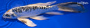 8.25" TANCHO KIN KIKOKURYU BUTTERFLY