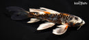 9.25" BENI KIKOKURYU BUTTERFLY