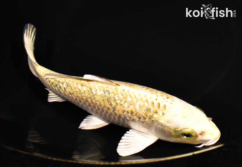 7.25" GINRIN KUJAKU
