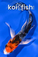 4.25" HEISEI NISHIKI BUTTERFLY