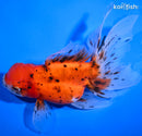 5.25" CALICO ORANDA GOLDFISH