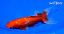 5.75" WATONAI GOLDFISH