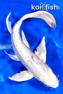 9" DOITSU GIN MATSUBA BUTTERFLY