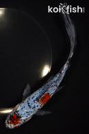 8.75" MARUTEN SHUBUNKIN GOLDFISH