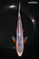 8" SHUSUI