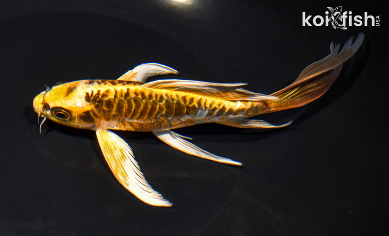 6.75" ARAGOKE KIN KIKOKURYU BUTTERFLY