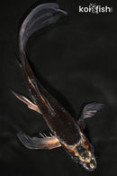 8" BENI GINGA BUTTERFLY