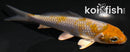 4.25" METALLIC OCHIBA SHIGURE