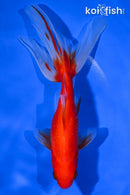 6.25" WATONAI GOLDFISH