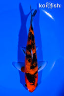6.25" GINRIN AKA SANKE