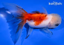 4.75" ORANDA GOLDFISH
