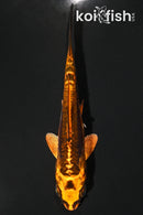 4" BENI KIKOKURYU