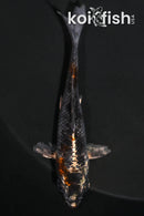 3.75" BENI GINGA