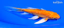 5.5" ARAGOKE ORENJI OGON BUTTERFLY