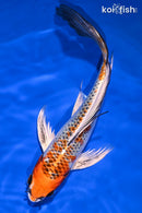 9.5" KUJAKU BUTTERFLY