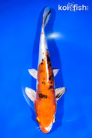10.25" HEISEI NISHIKI