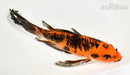 7.75" DOITSU AKA BEKKO BUTTERFLY