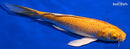 8.75" YAMABUKI OGON BUTTERFLY