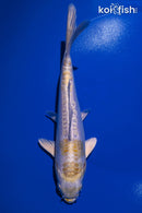 7.75" DOITSU HARIWAKE