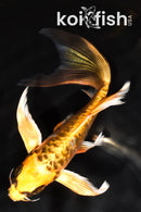 7.5" ARAGOKE BENI KIKOKURYU BUTTERFLY