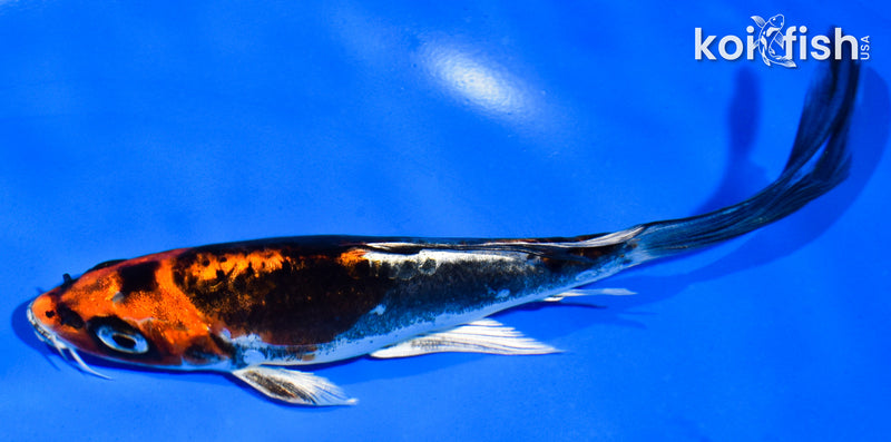 6" BENI KIKOKURYU BUTTERFLY