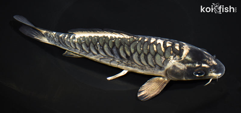 8.5" KIKOKURYU