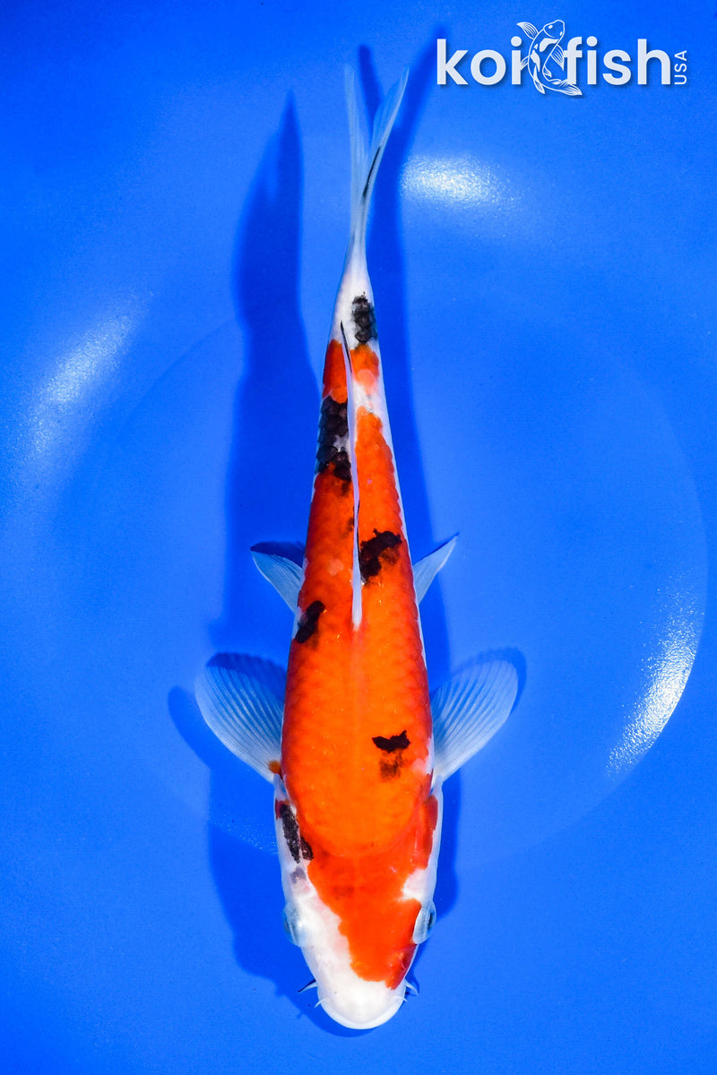 9.75" AKA SANKE