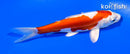 6" KIKUSUI