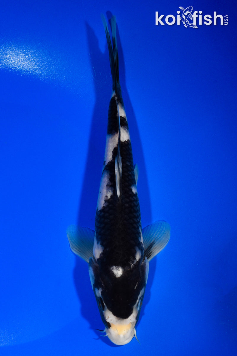 8.5" MATSUKAWABAKE