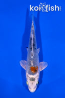 4.75" YAMATO NISHIKI