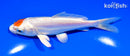 5.75" TANCHO KIKUSUI