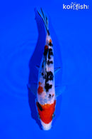 5.5" SANKE