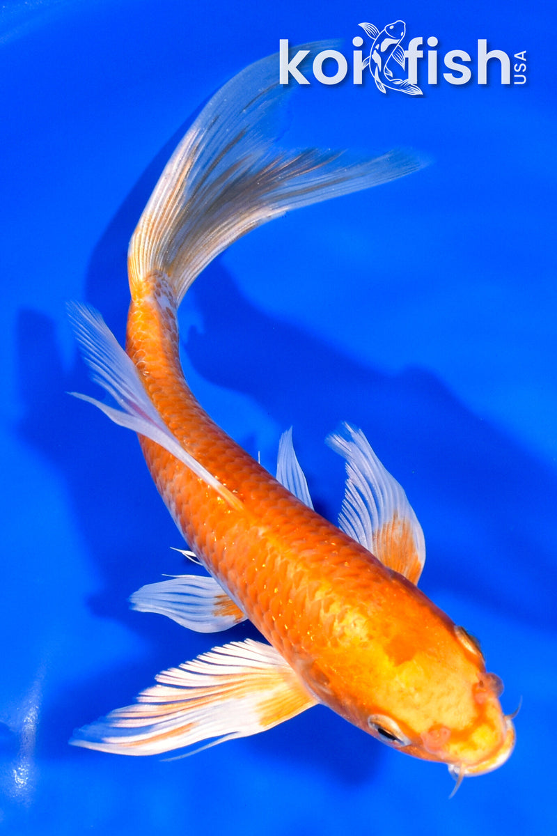 8.25" HARIWAKE BUTTERFLY