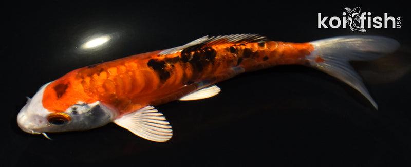 5.5" ARAGOKE HEISEI NISHIKI