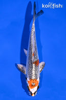 6.5" KUJAKU