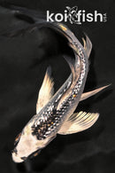 4.25" GINRIN KUJAKU BUTTERFLY
