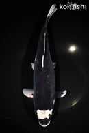 13.5" KUMONRYU