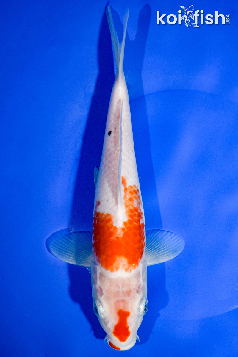 9.5" KOHAKU