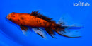6.5" CALICO WATONAI GOLDFISH