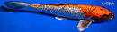 9.75" GINRIN BENI GINGA