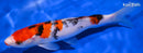 7.75" SANKE
