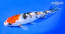 6.5" GINRIN SANKE