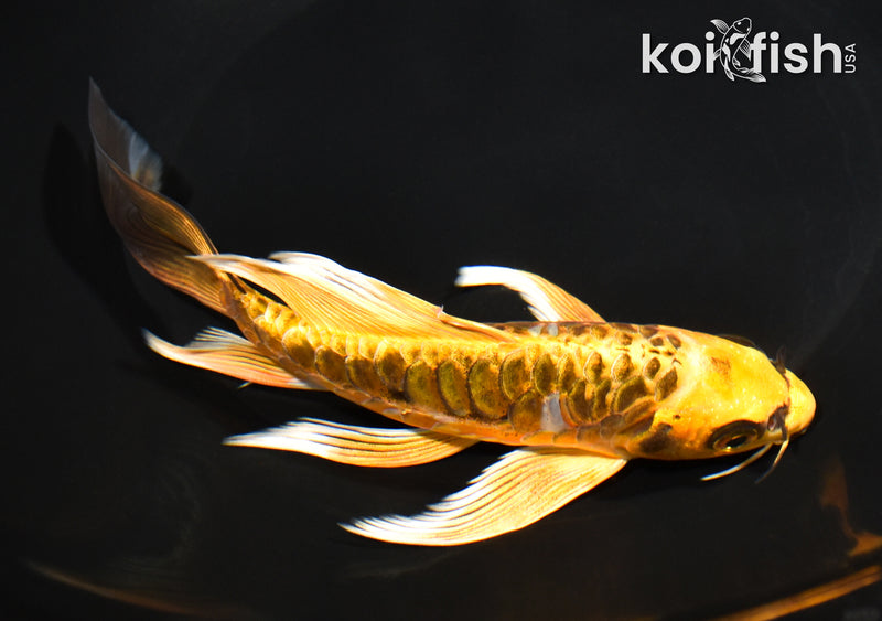7.5" ARAGOKE BENI KIKOKURYU BUTTERFLY