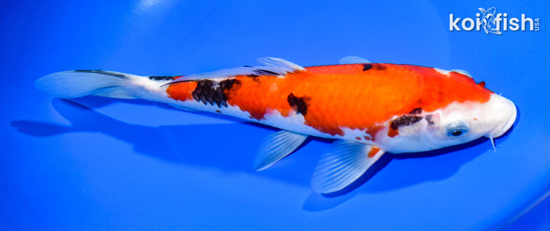 9.75" AKA SANKE