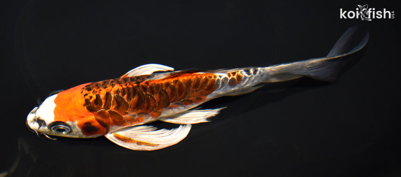 7.75" ARAGOKE KUJAKU BUTTERFLY