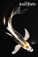 7.75" BENI KIKOKURYU BUTTERFLY